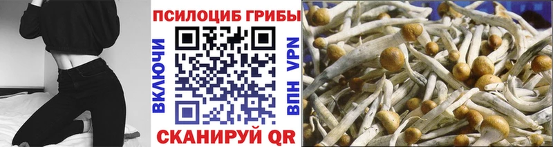 закладки  Димитровград  Псилоцибиновые грибы прущие грибы 